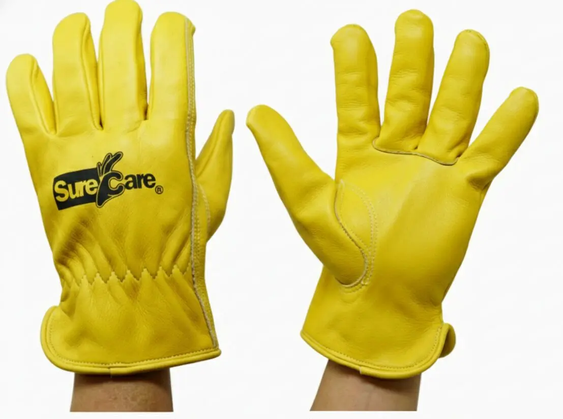 SC-11.jpg.webp